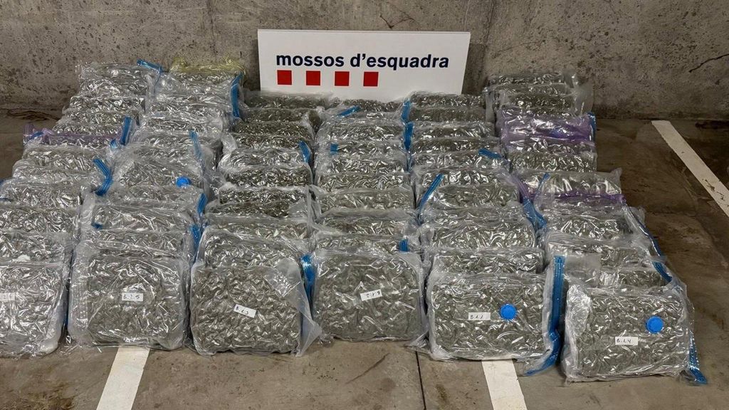 Cogollos de marihuana localizados en el interior de la nave de Martorell