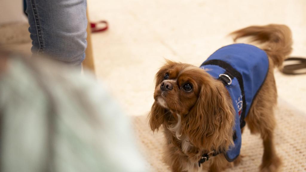 Uno de los perros que Bellvitge ha incorporado en las terapias de salud mental