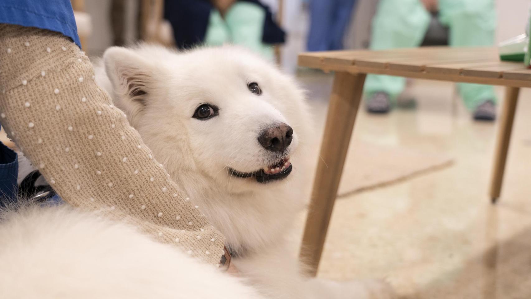 Uno de los perros que Bellvitge ha incorporado en las terapias de salud mental