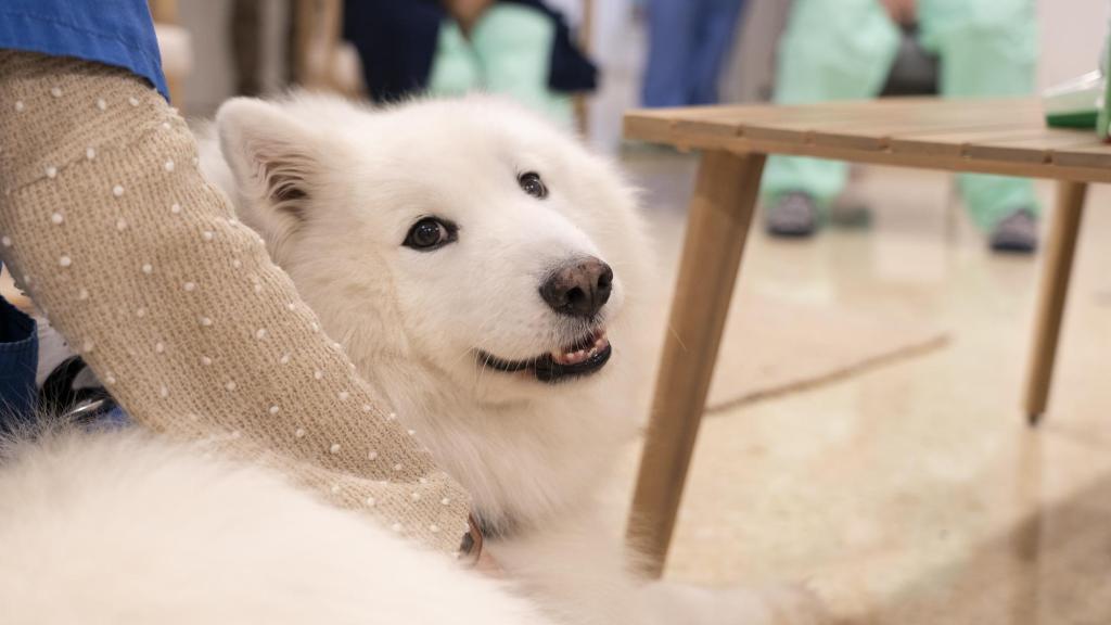 Uno de los perros que Bellvitge ha incorporado en las terapias de salud mental