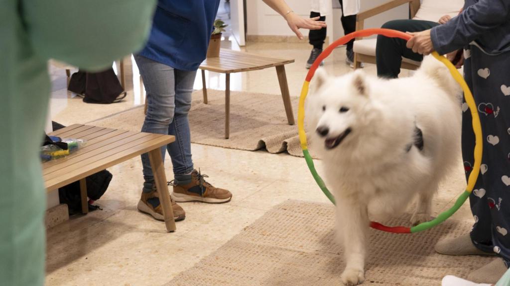 Uno de los perros que Bellvitge ha incorporado en las terapias de salud mental