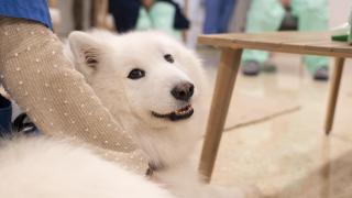 Uno de los perros que Bellvitge ha incorporado en las terapias de salud mental