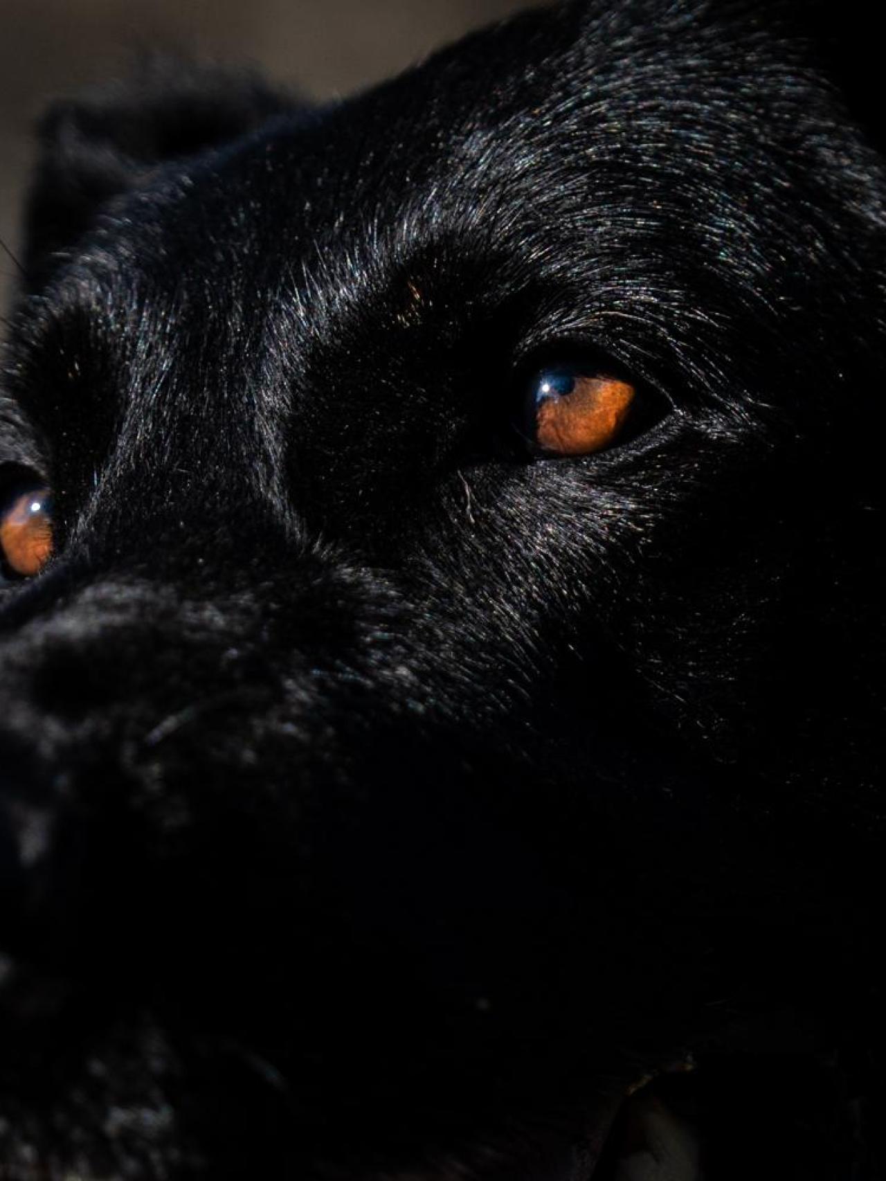 Crusher, el perro policía de Granollers “jubilado” a la fuerza