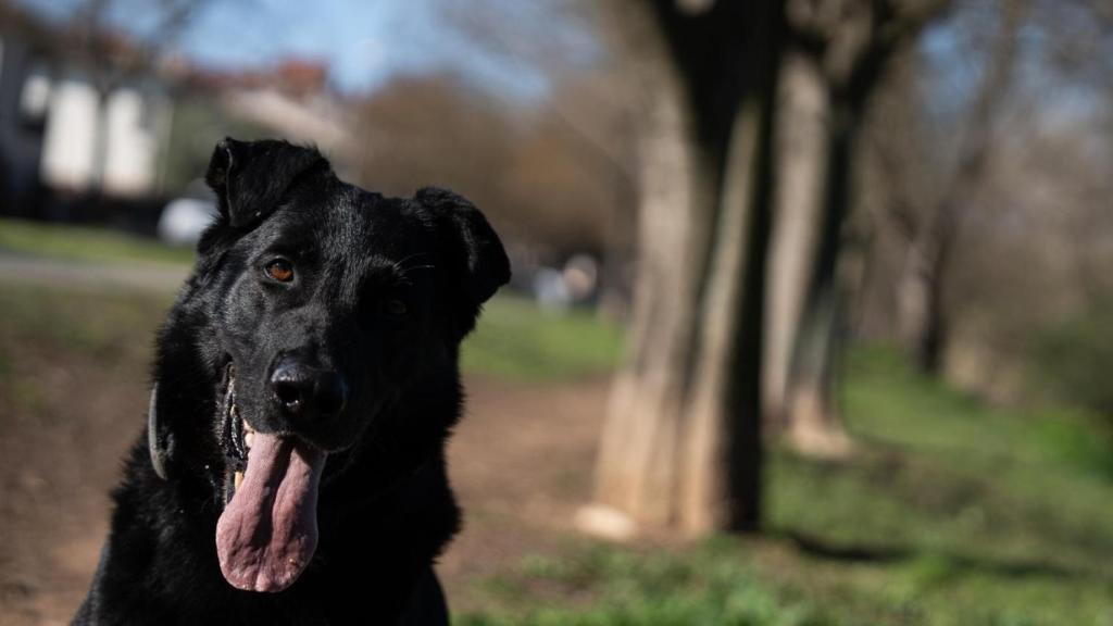 Crusher, el perro policía de Granollers “jubilado” a la fuerza