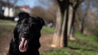 Crusher, el perro policía de Granollers “jubilado” a la fuerza: estrés, ansiedad y deterioro tras el desmantelamiento de la Unidad Canina