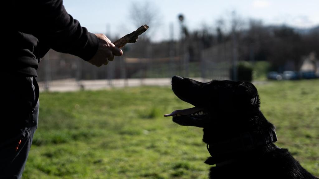 Imagen de archivo de un perro en un parque de Barcelona