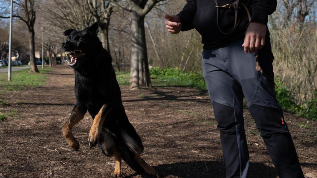 Crusher, el perro policía de Granollers “jubilado” a la fuerza