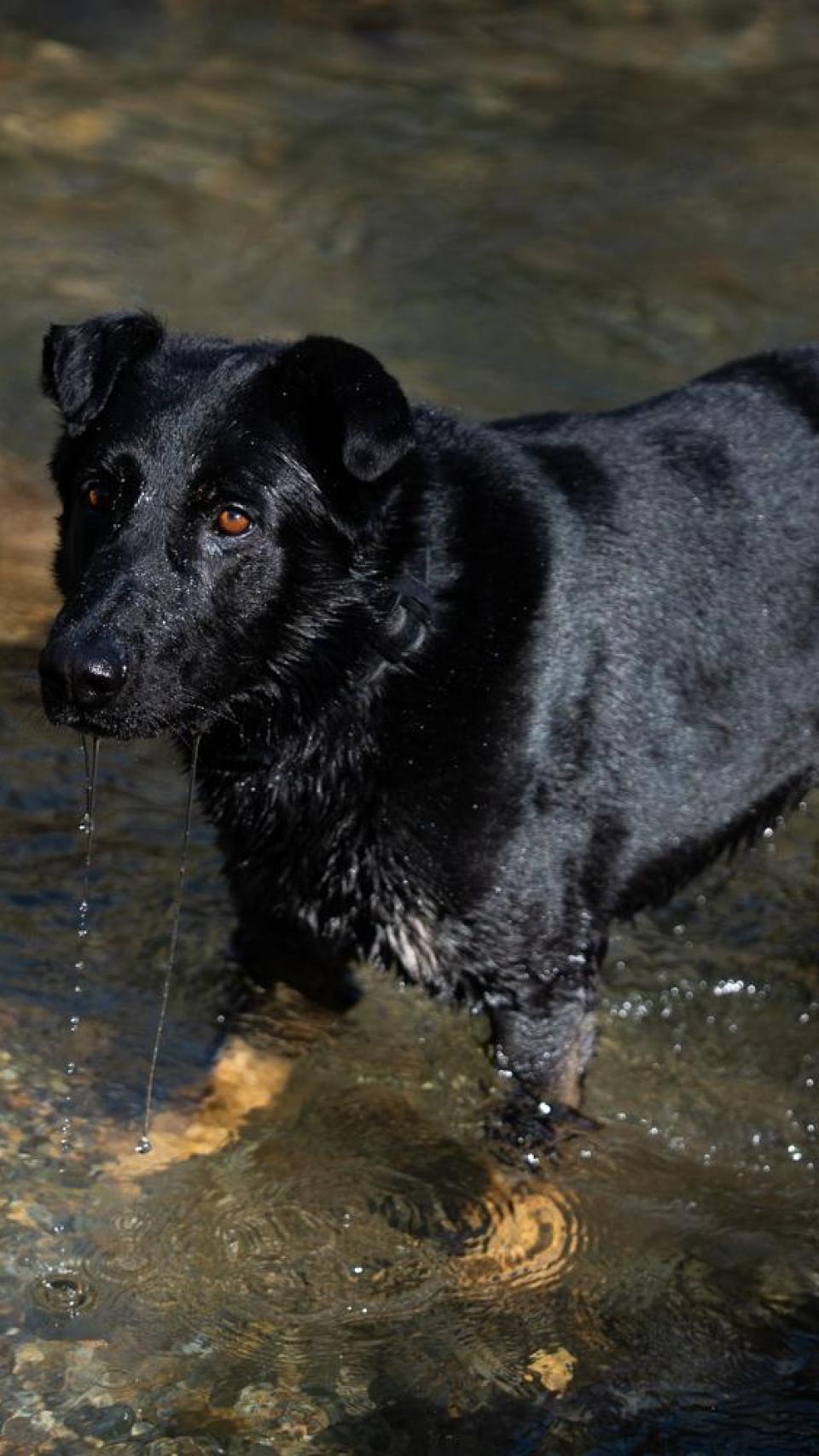 Crusher, el perro policía de Granollers “jubilado” a la fuerza
