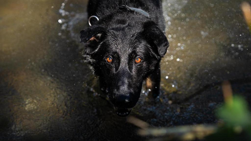 Crusher, el perro policía de Granollers “jubilado” a la fuerza