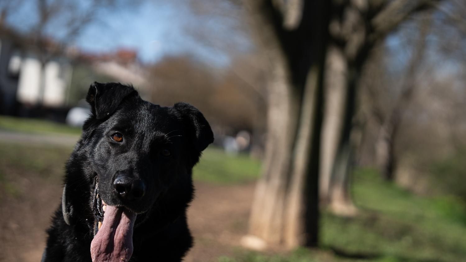 Crusher, el perro policía de Granollers “jubilado” a la fuerza