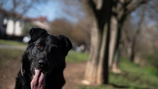 Crusher, el gos policia de Granollers “jubilat” per força: estrès, ansietat i deteriorament després del desmantellament de la Unitat Canina
