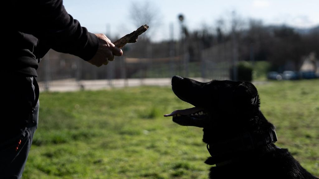 Imagen de archivo de un perro en un parque de Barcelona