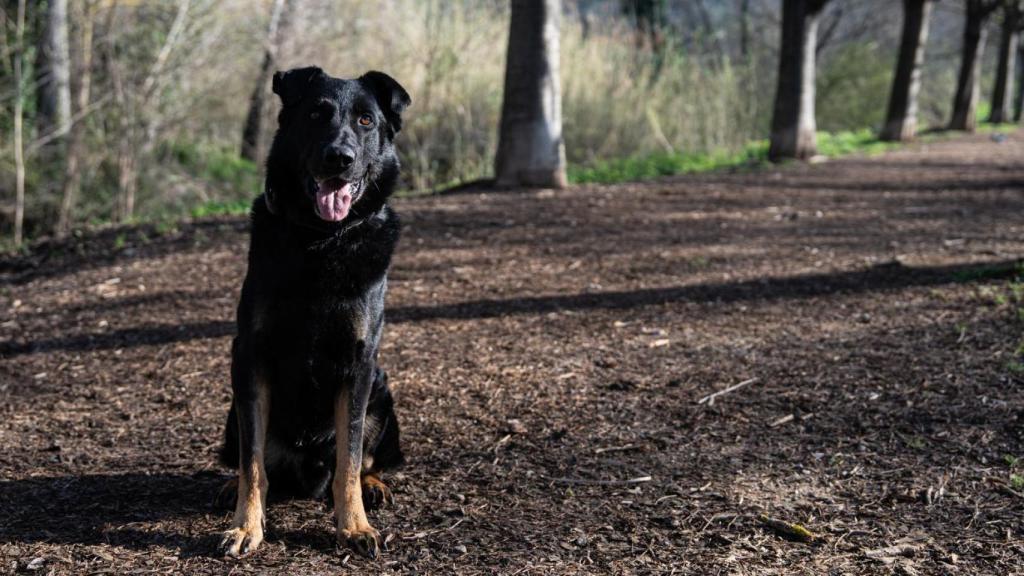 Crusher, el gos policia de Granollers “jubilat” per força