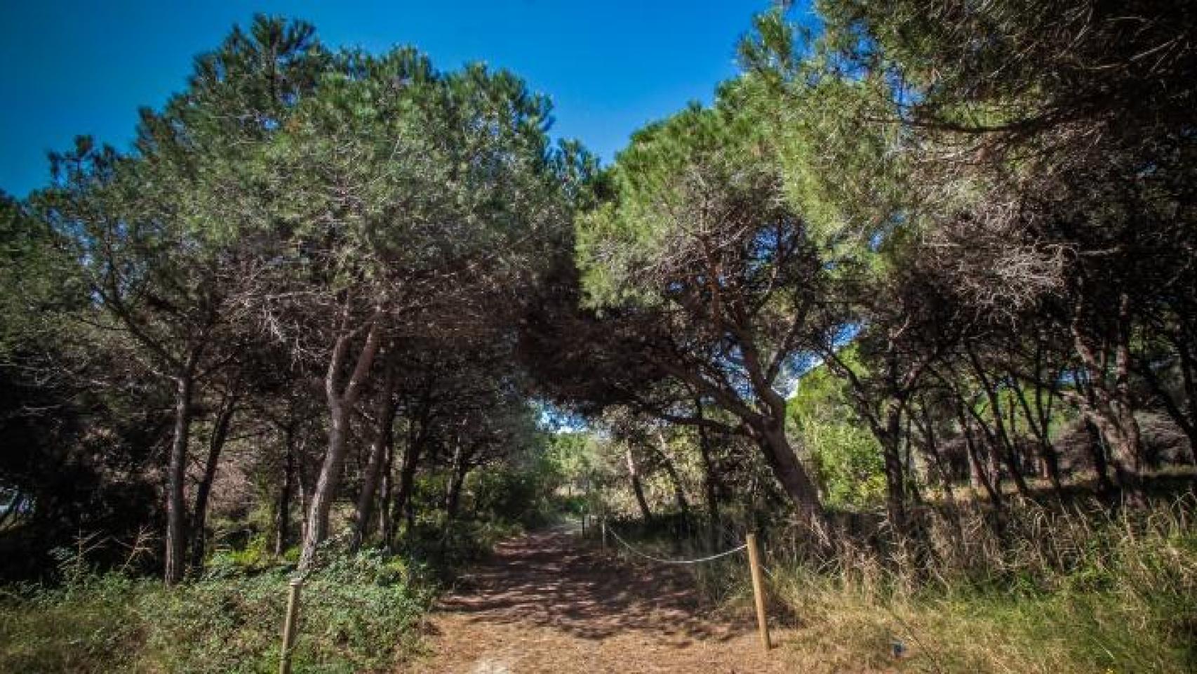 El bosque cerca de Barcelona que solo puedes visitar 10 veces al año: pueden entrar 25 personas y está abierto este domingo