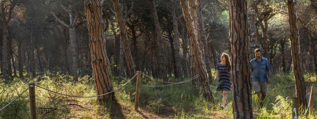 Pineda de Can Camins