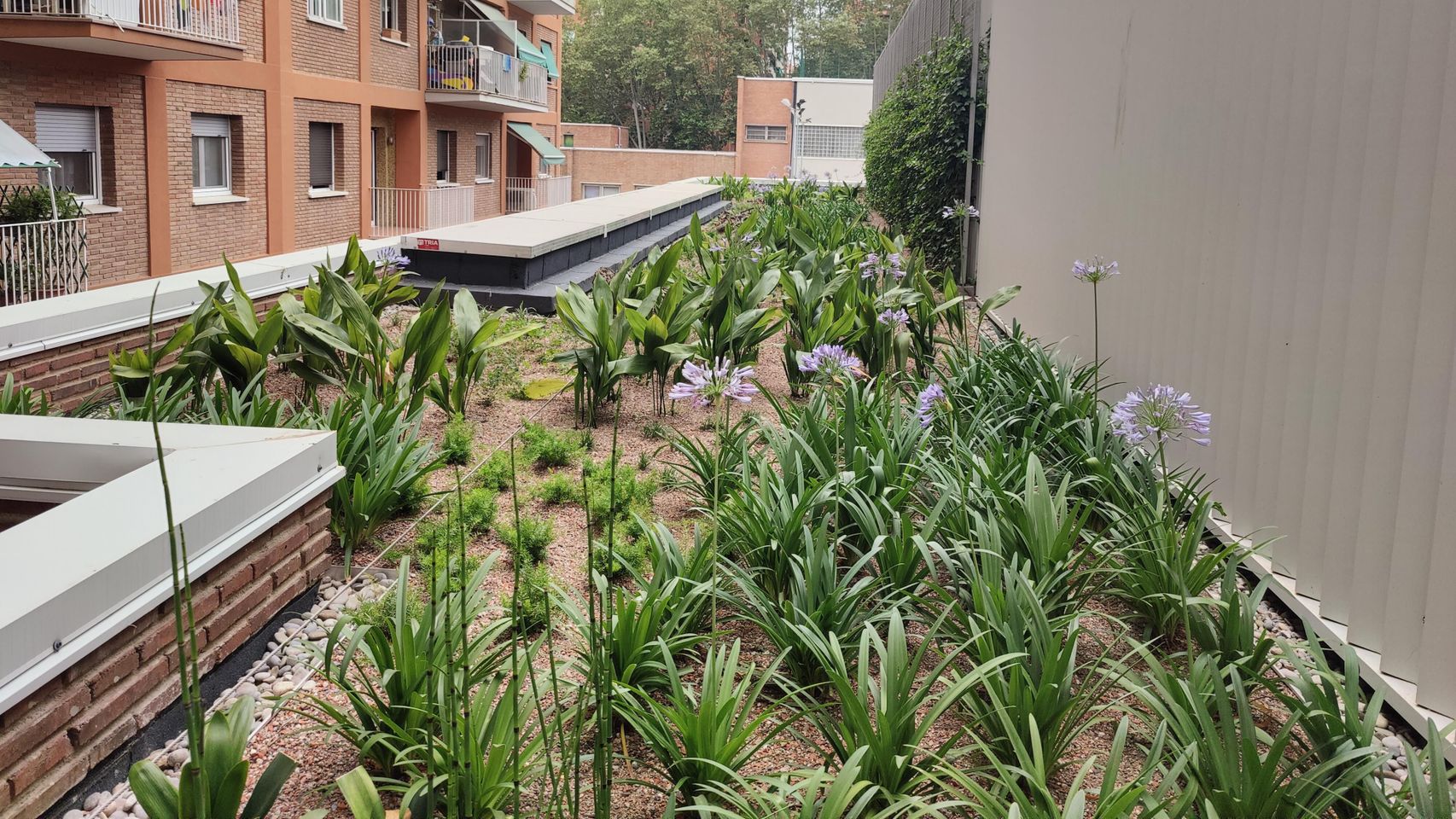 Cubierta verde en la escuela infantil Pere Calafell
