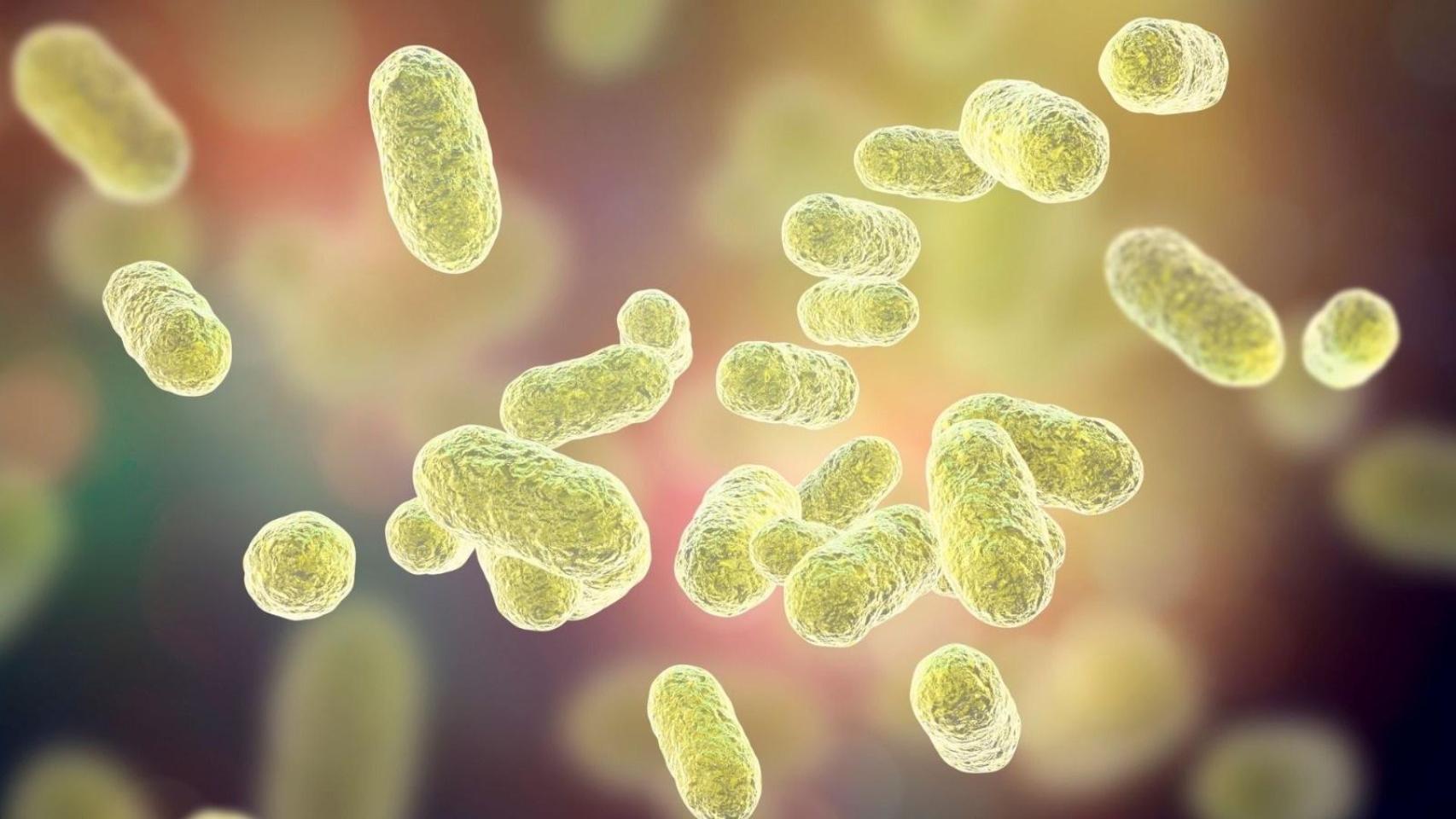 Vista al microscopio de las bacterias de microbiota intestinal