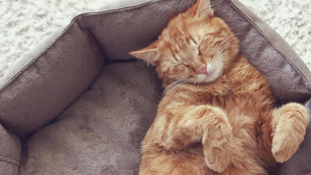 Un gato durmiendo en una imagen de archivo