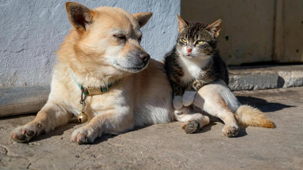 Un perro y un gato en una imagen de archivo