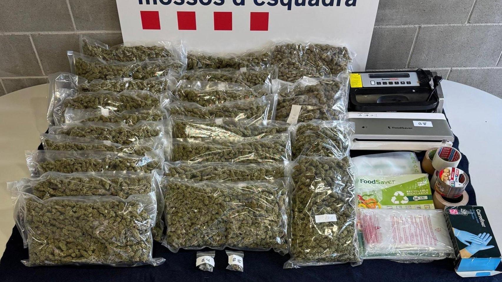La marihuana intervenida por los Mossos d'Esquadra al detenido en Martorell (Barcelona)