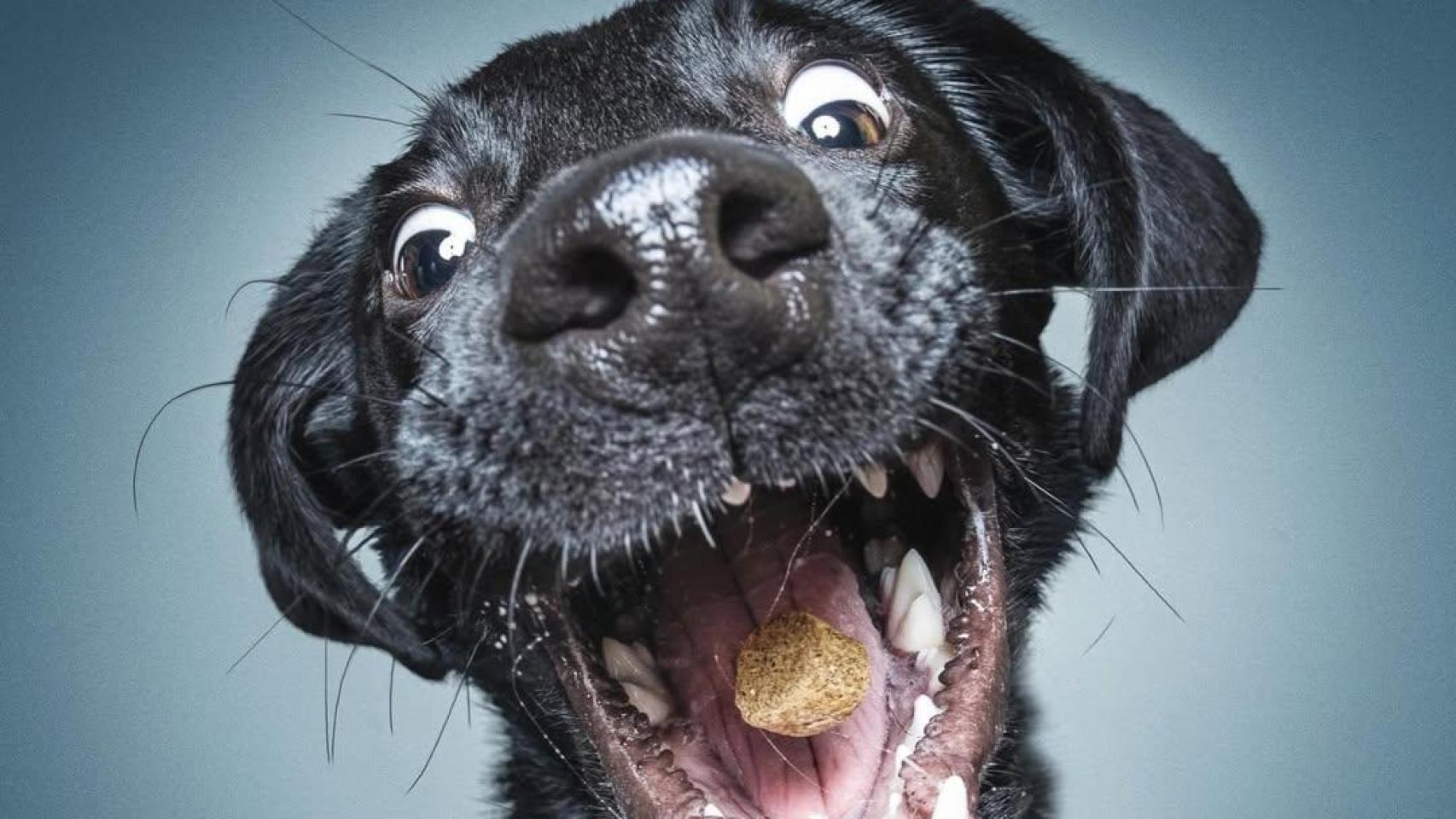 Un perro fotografiado por Christian Vieler, el fotórgrafo de perros más famoso del mundo