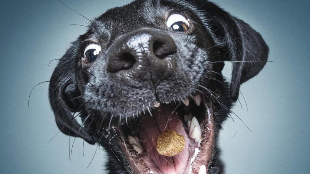 Un perro fotografiado por Christian Vieler, el fotórgrafo de perros más famoso del mundo