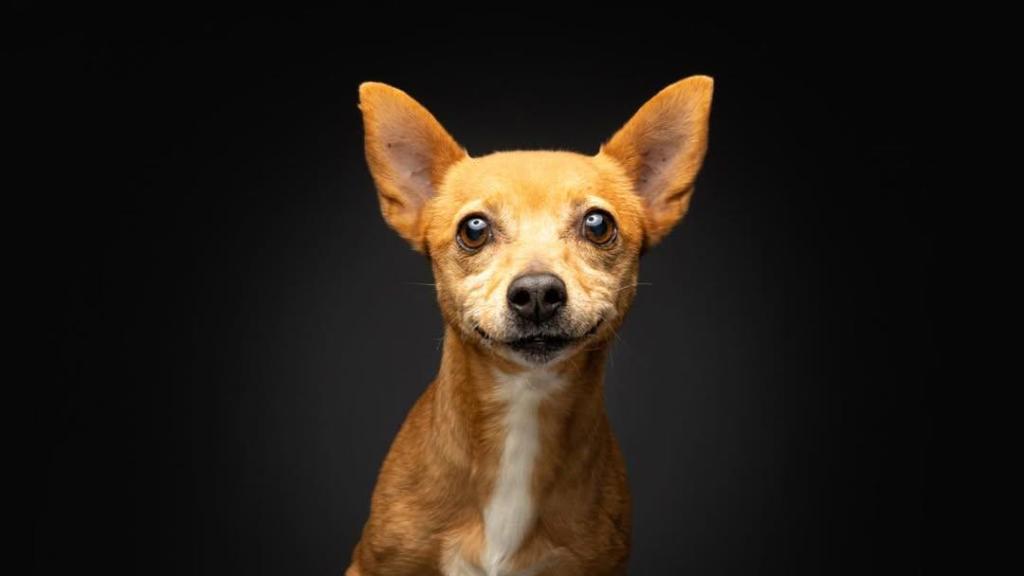 Un perro fotografiado por Christian Vieler, el fotórgrafo de perros más famoso del mundo
