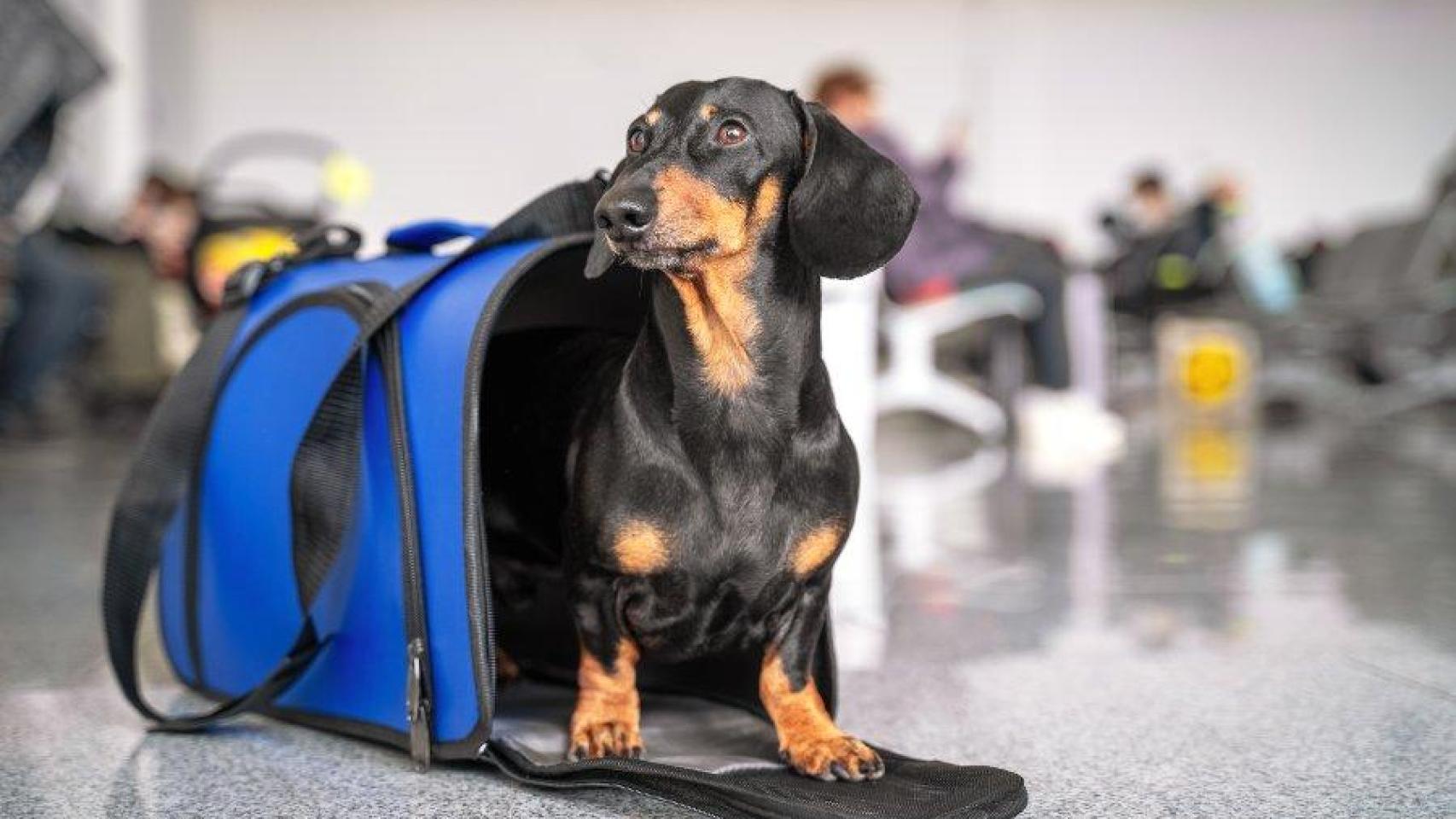 Un perro salchicha en un aeropuerto en una imagen de archivo