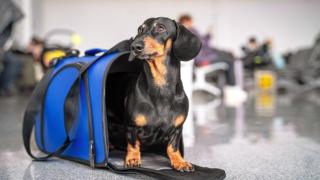 Un perro salchicha en un aeropuerto en una imagen de archivo