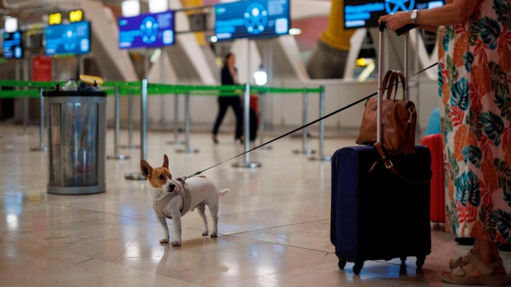 Un perro en un aeropuerto en una imagen de archivo