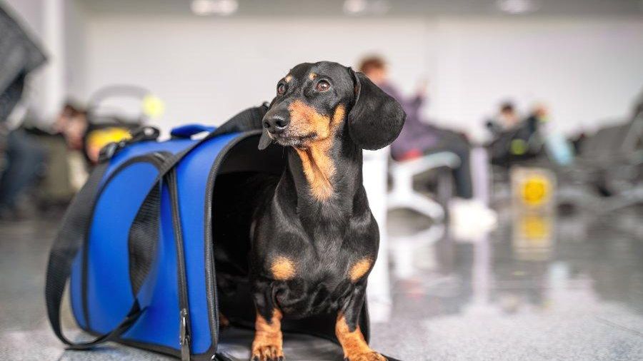 Un perro salchicha en un aeropuerto en una imagen de archivo