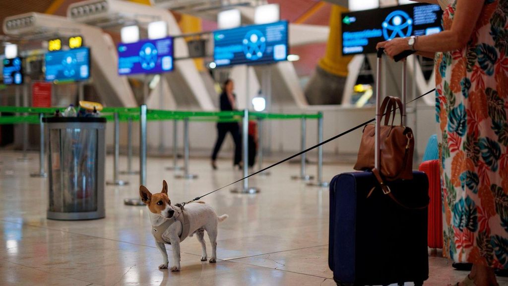 Un gos en un aeroport en una imatge d'arxiu