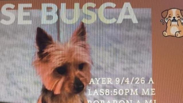 El cartell de difusió per trobar la Jessie, la Yorkshire robada a Santa Coloma