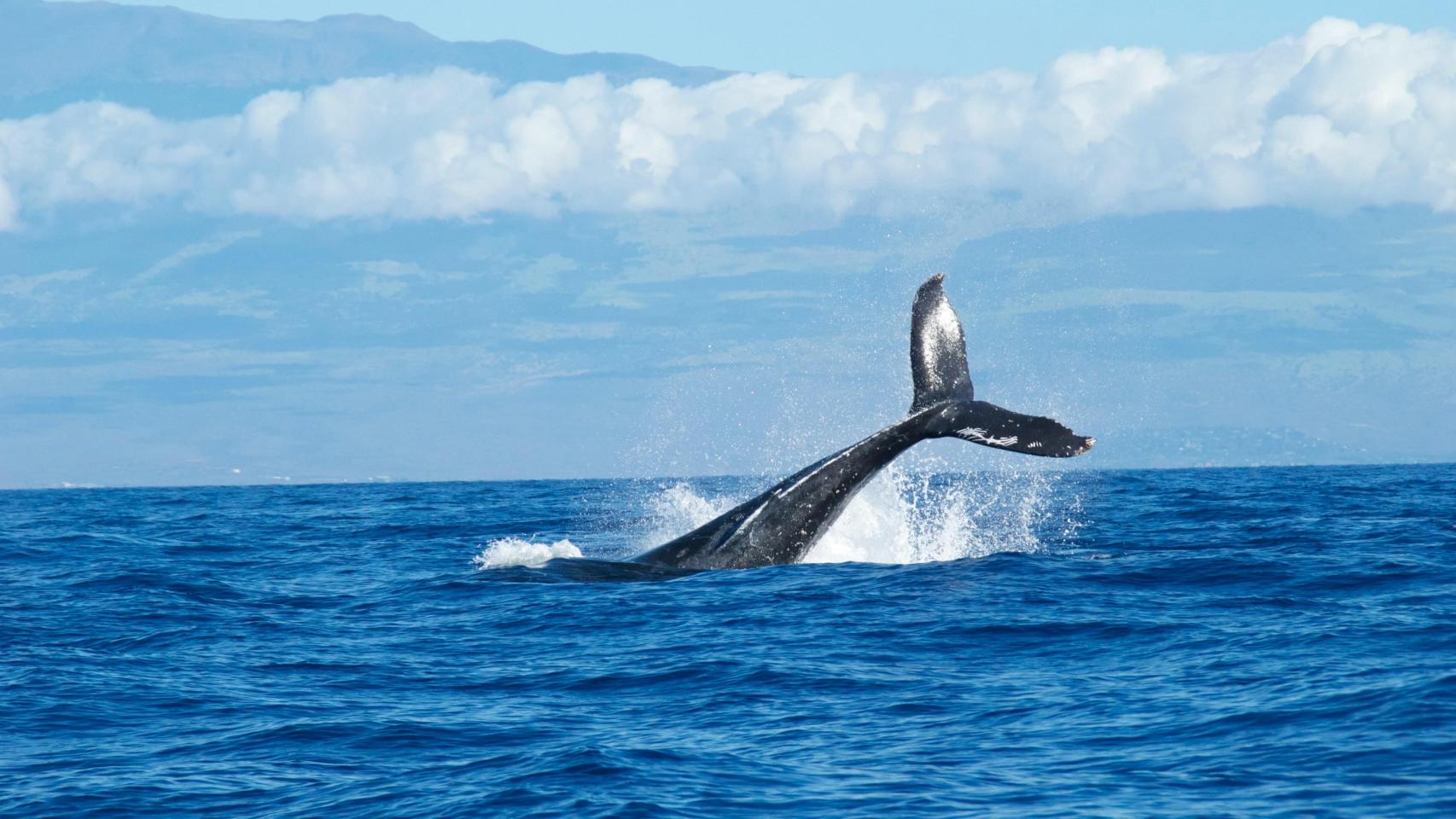 Imagen de archivo de una ballena en el mar