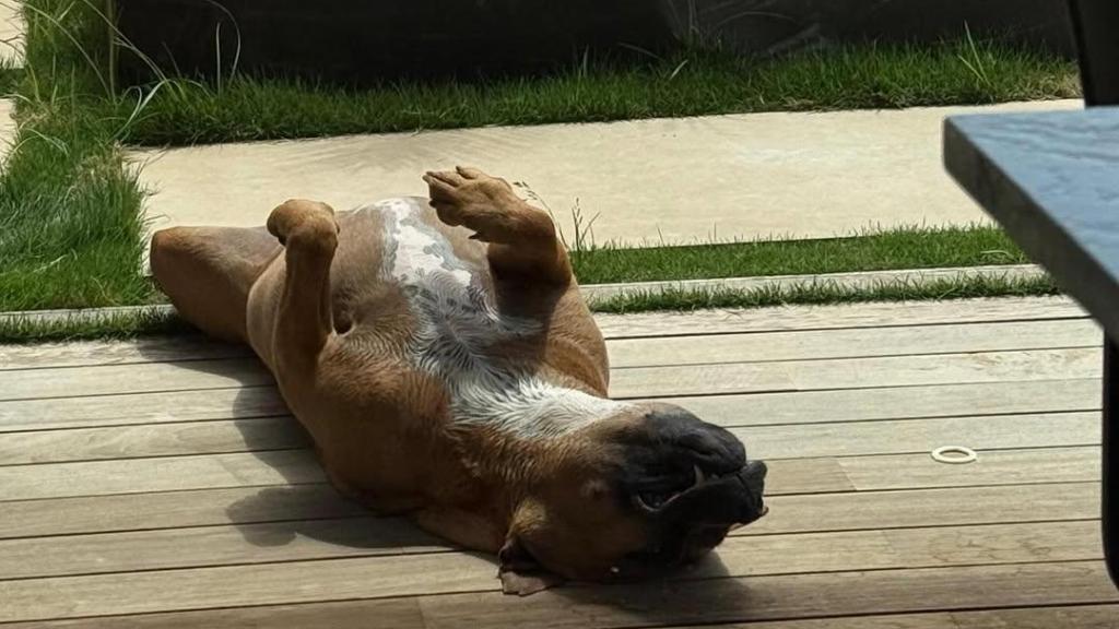 El perro de Ferran Torres en su casa