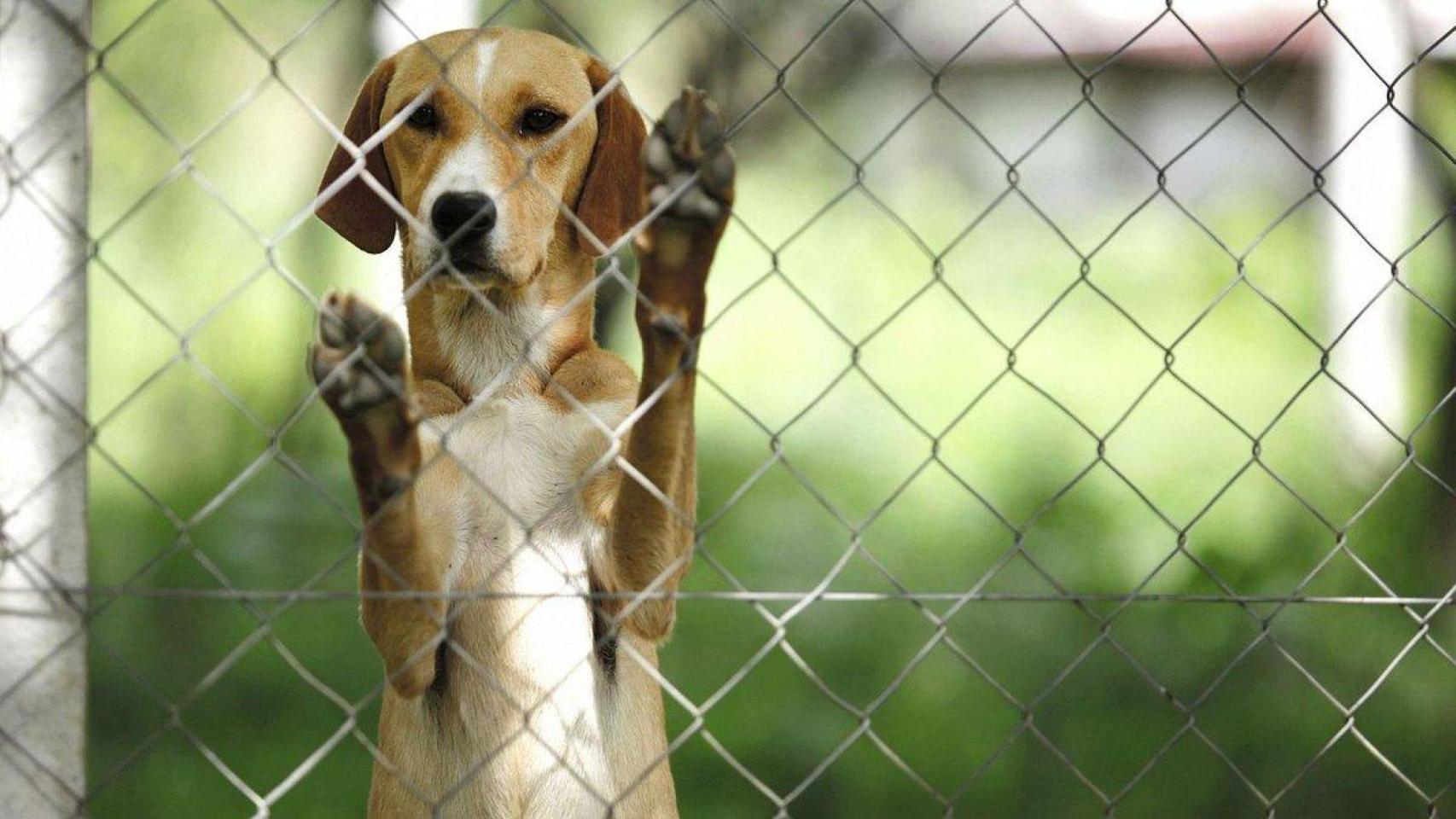 Perro