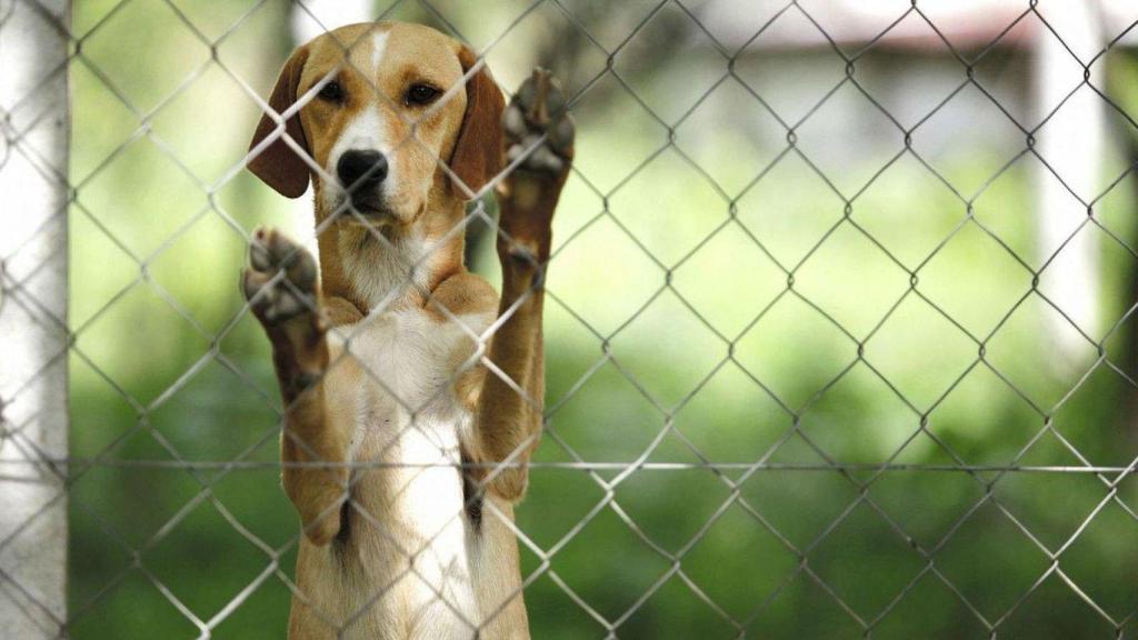 Perro