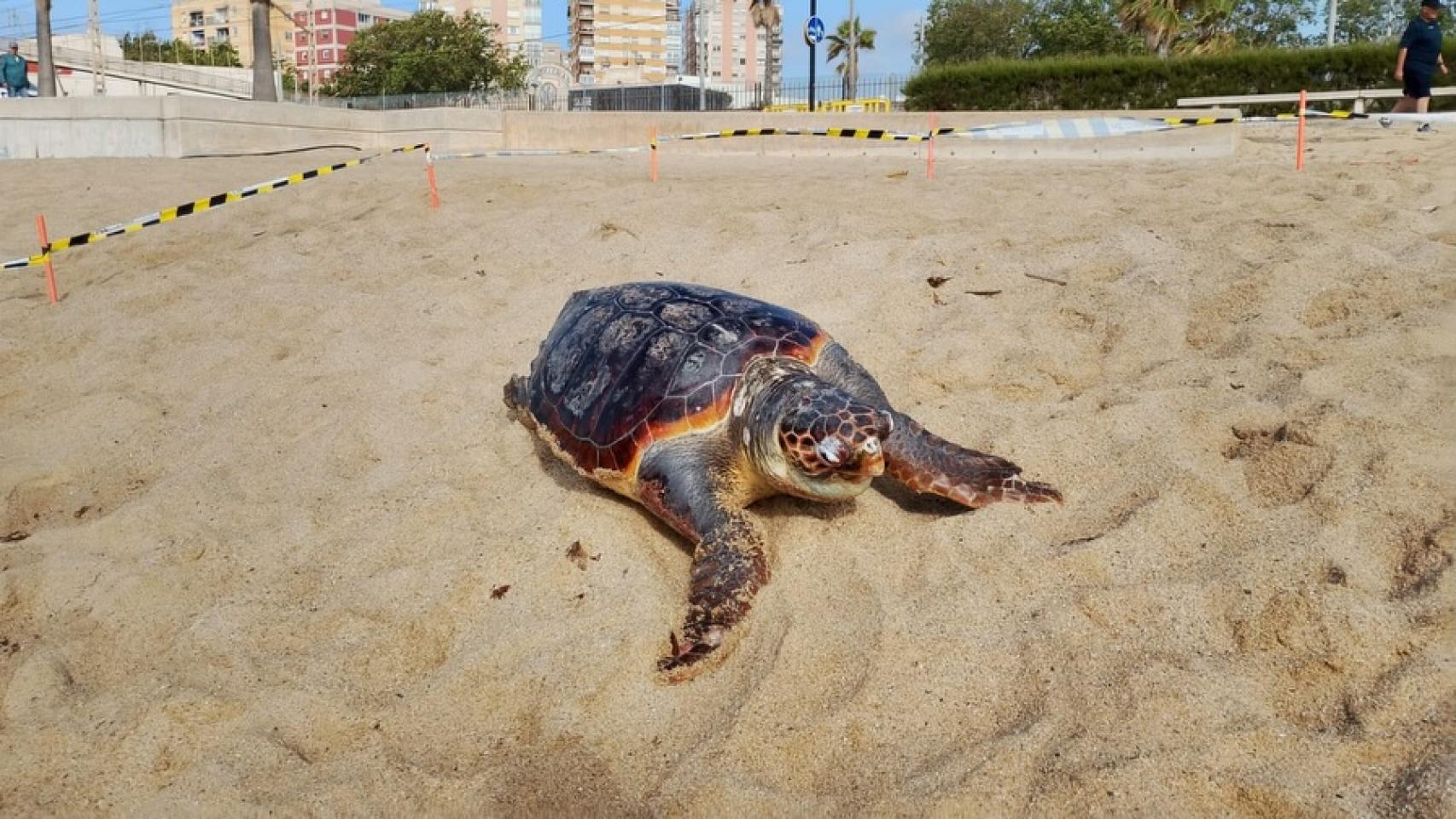 Hallan una tortuga muerta en una playa de Badalona