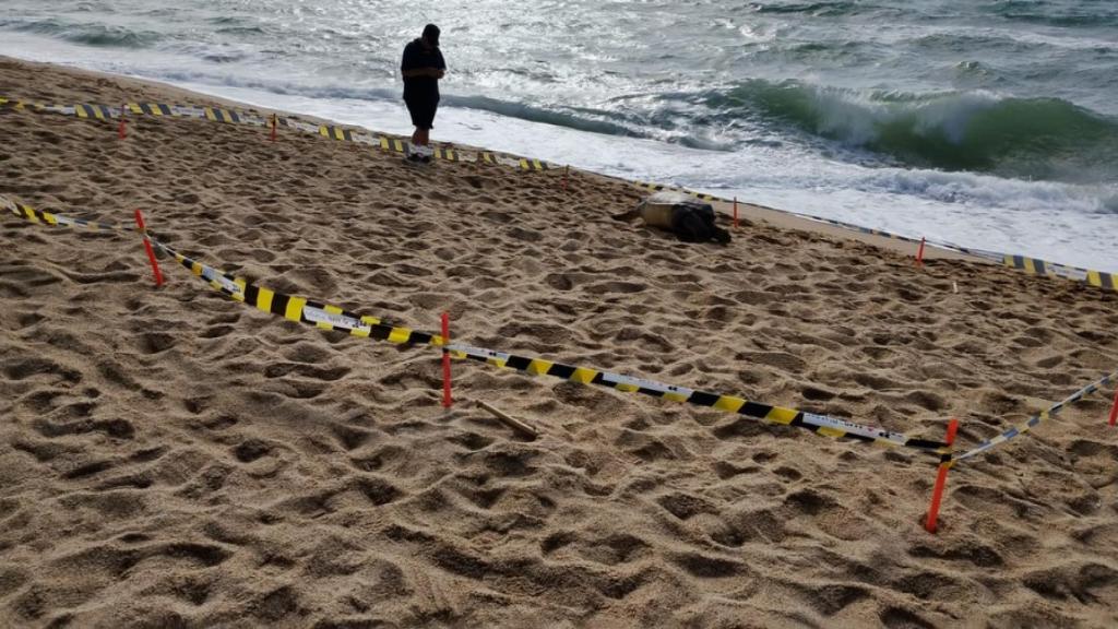 Tortuga muerta en Badalona