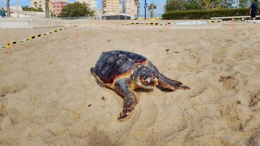 Tortuga muerta en Badalona