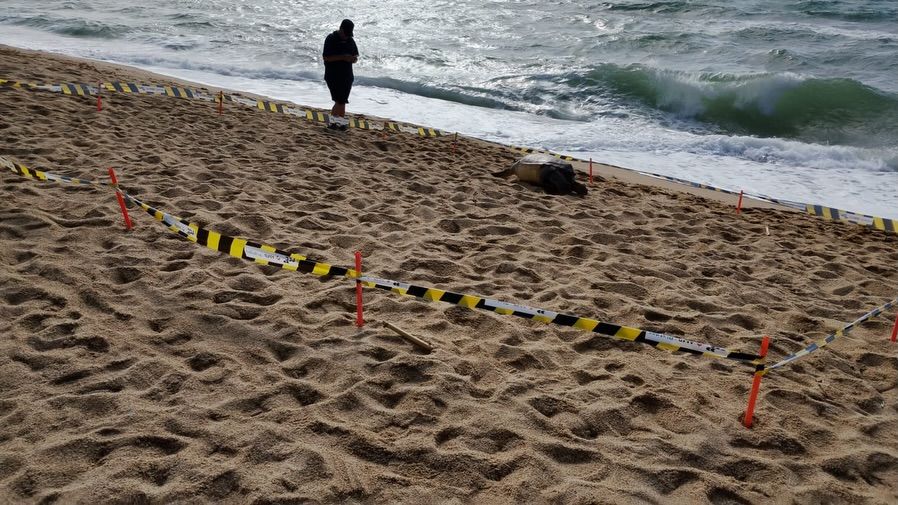 Tortuga morta a Badalona