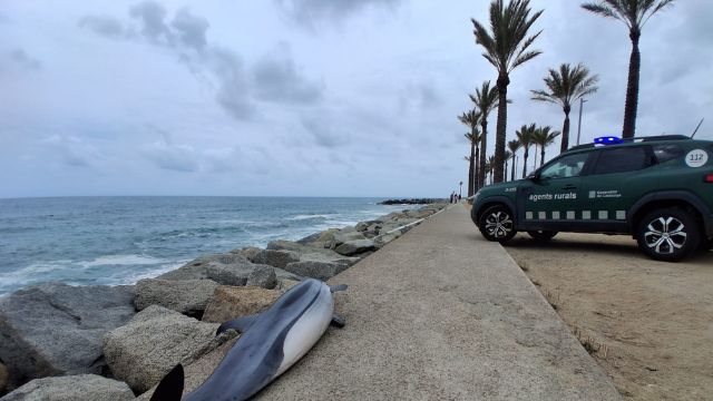 El delfín localizado en Mataró