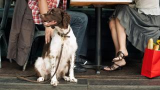 Perro en una trraza / Service Dog Certificates