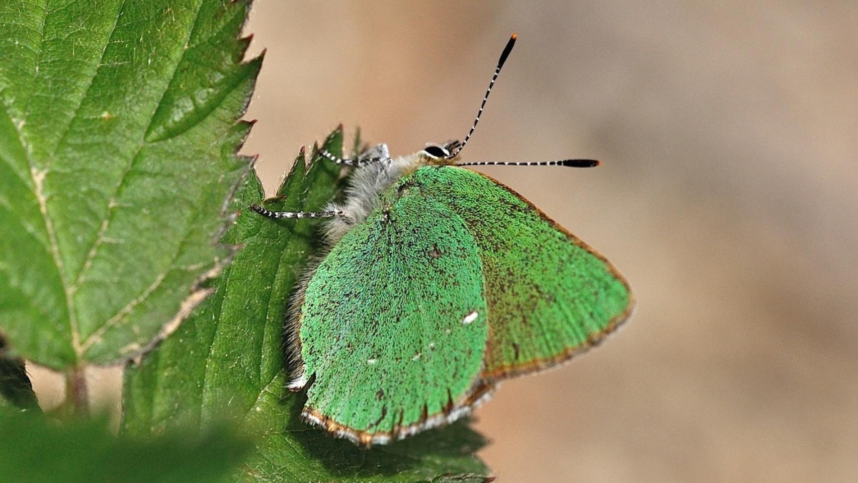 Una mariposa cejialba 