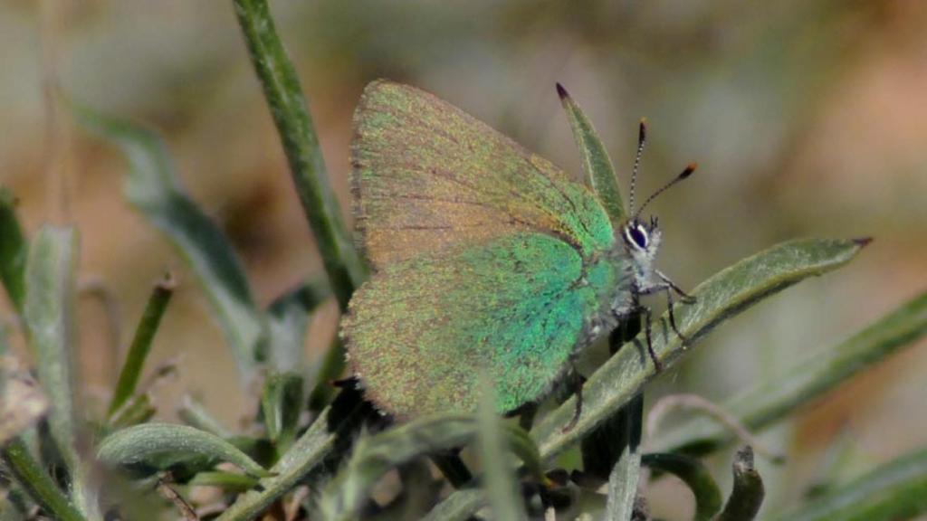 Una mariposa cejialba