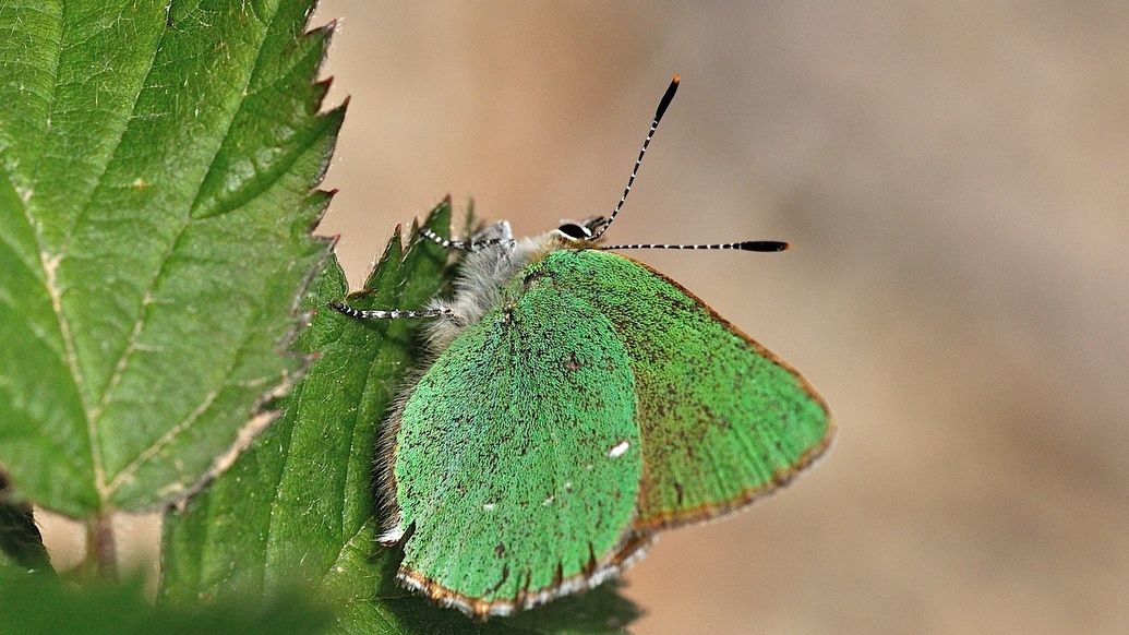 Una mariposa cejialba 