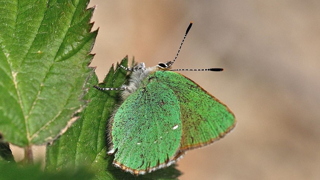 Una mariposa cejialba 