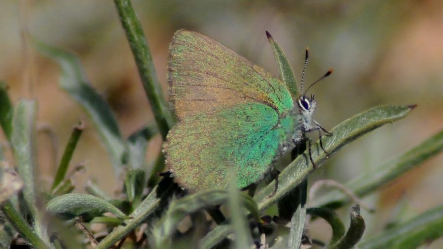 Una papallona cejialba