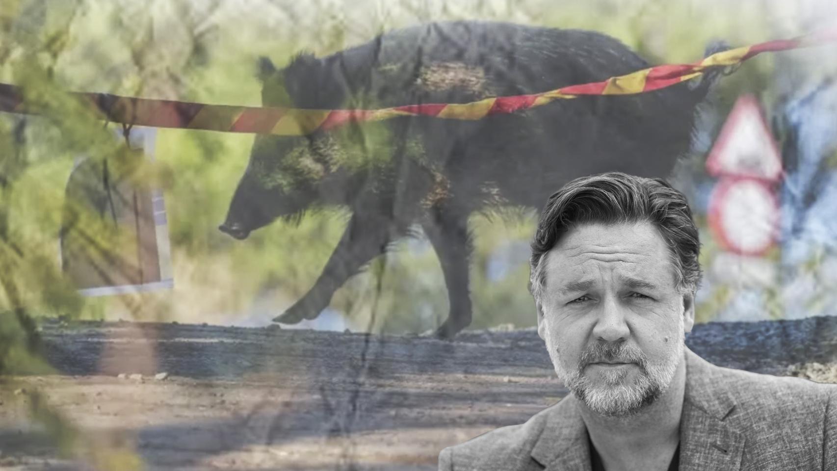 Montaje de Russell Crowe con un jabalí al fondo en una zona de riesgo por la peste porcina