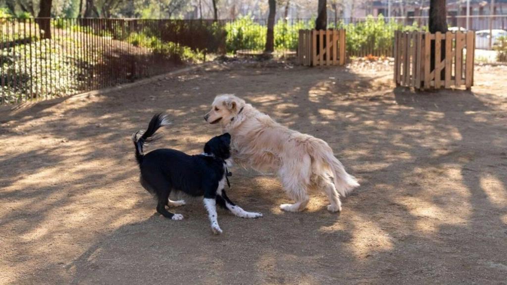 Un área para perros en Barcelona